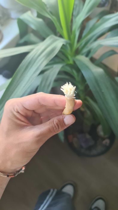 Mishwak periuța de dinți