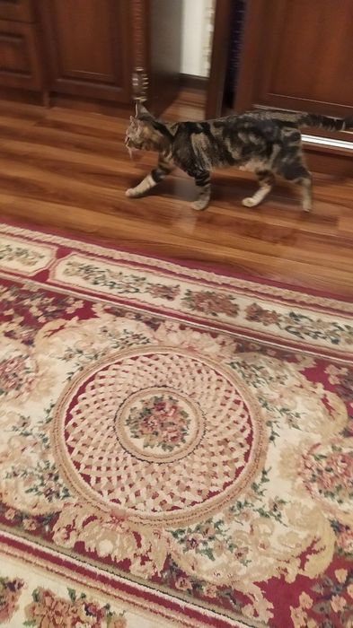 Отдам в хорошие руки, пародистый кот, домашний и игривый, 6 месяцев