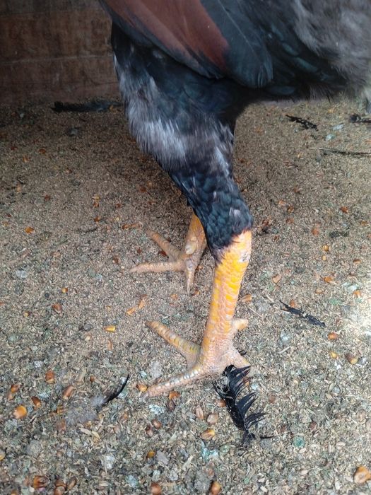 Дакан Шамо Турок Бойцовский