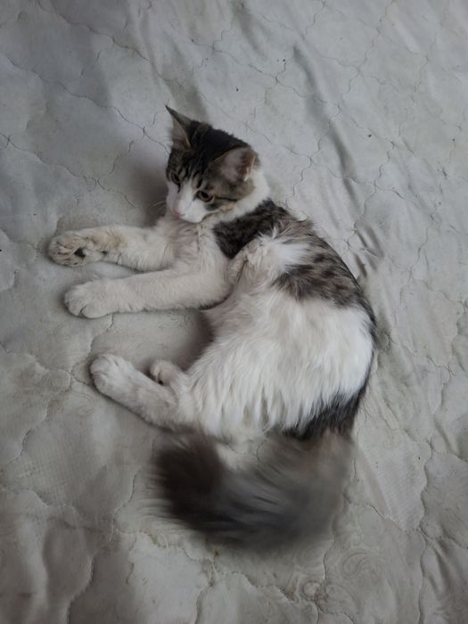 Зотдор хакикий уй мушуги сотилади Тошкенда! Кошка продаётся в Ташкенте