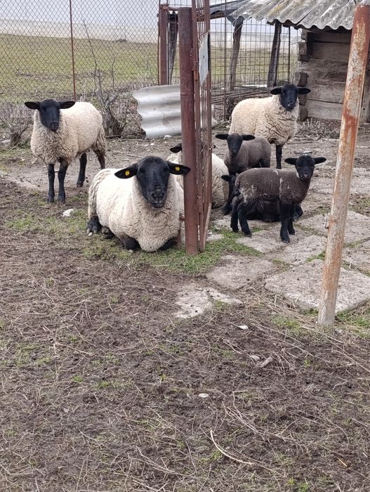 Vând 6 oi Suffolk cu miei