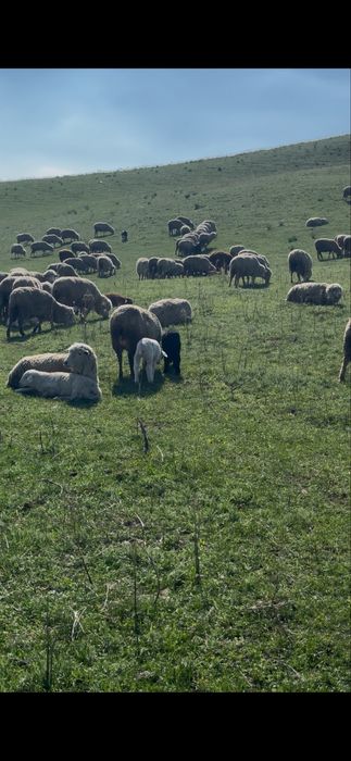 Қозылы қой сатылады 400 бас