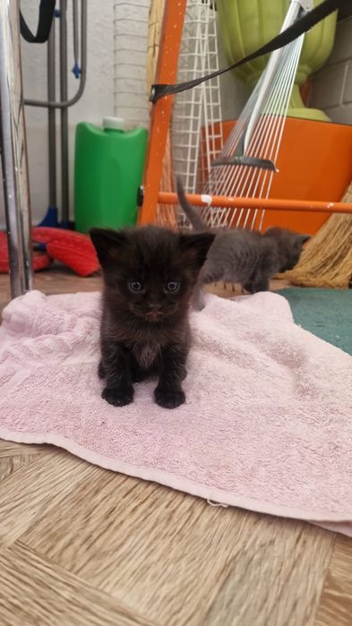 Отдам котят в добрые руки