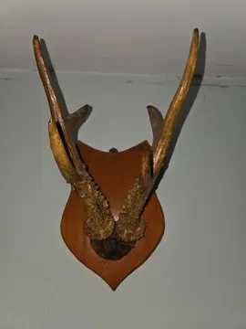 panoplie coarne caprior / cerb