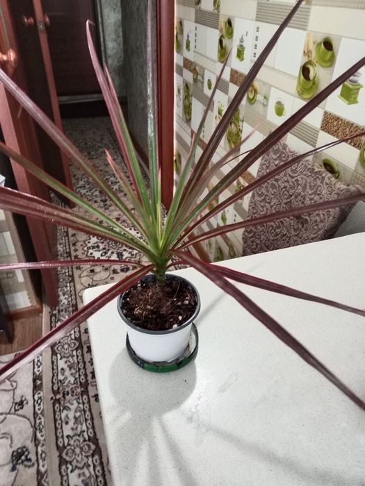 Пальму драцену продам