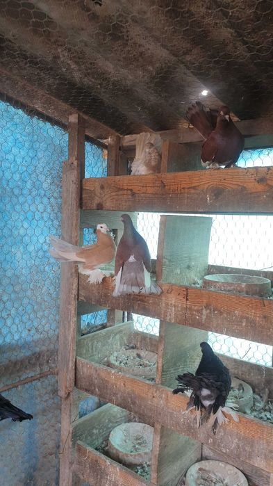 Vand porumbei Kingi,încalțați,roller de Cluj .