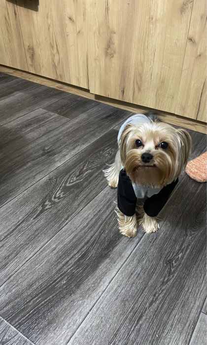 Мини Йоркшский терьер