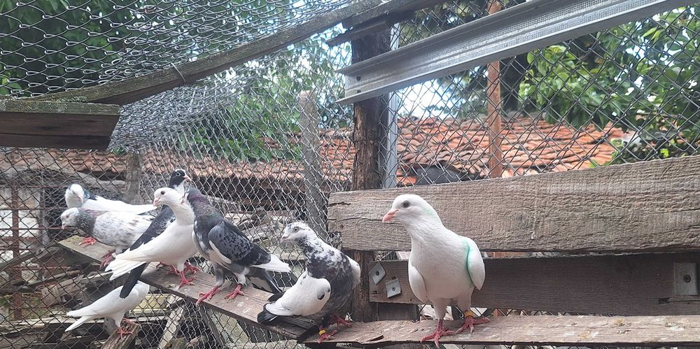 Продава Пазарджишки гълъби