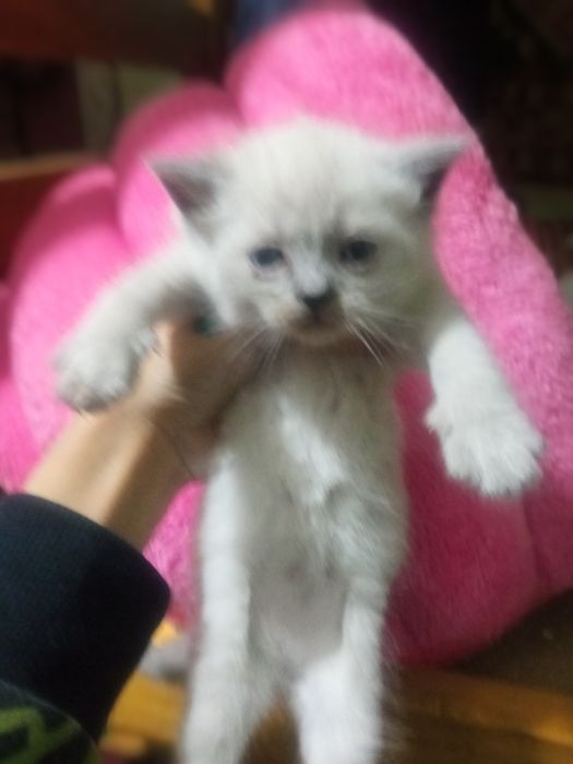 Продаются шикарные чиста кровные шатланские  катята фолды и страйты