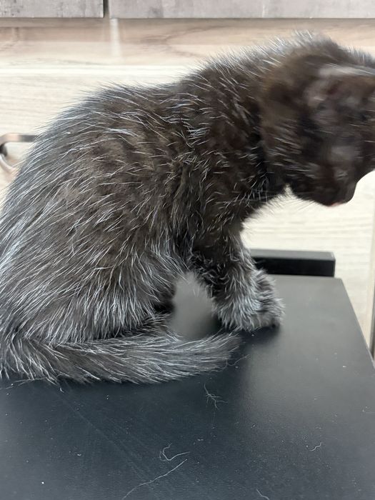 Котенок в добрые руки
