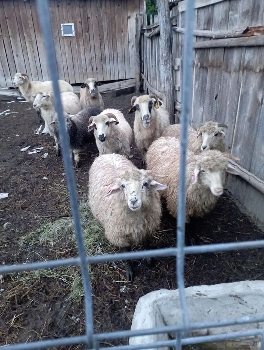 Vând 4 oi  și 3 miei