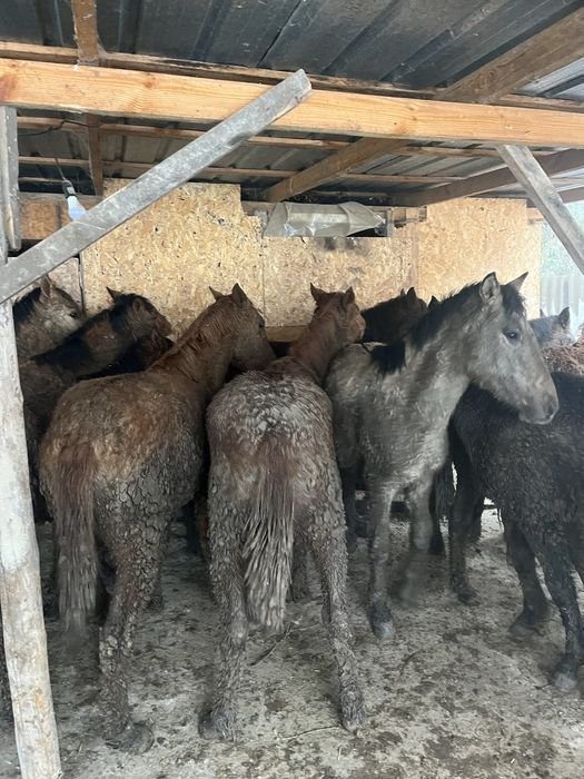 Соғым жылкы бордақы