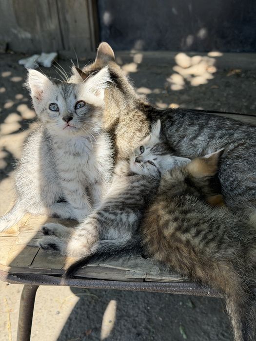 Котята. Бесплатно.