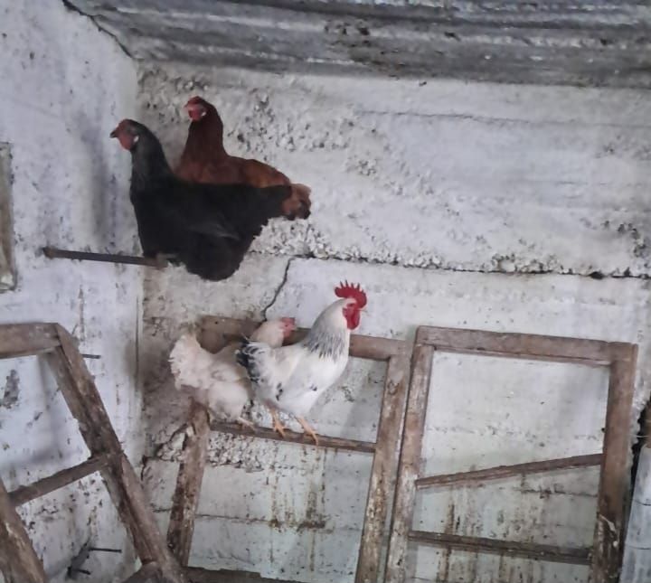 Петух Адлер продается