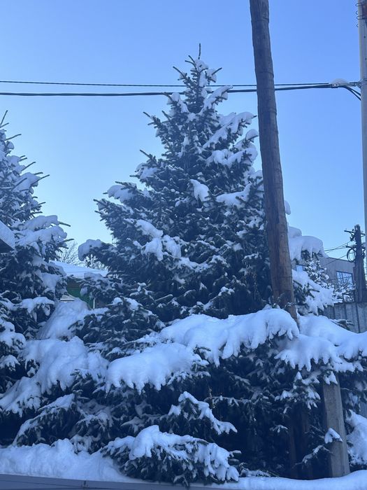 Елка зеленая пышная