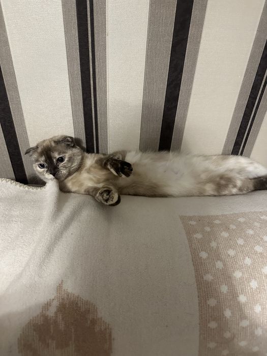 Отдам кошечку в добрые руки