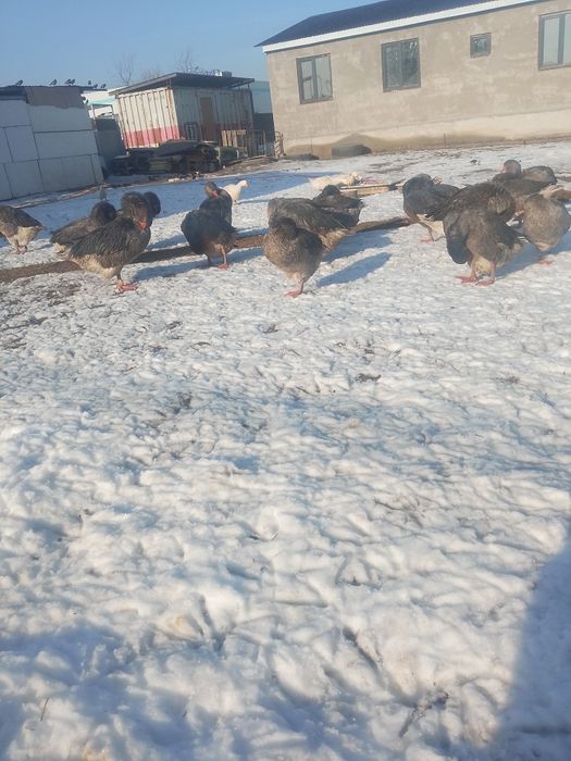 Продам Гуси крупно серые молодые