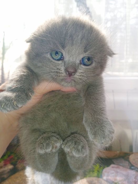 Котята продаются