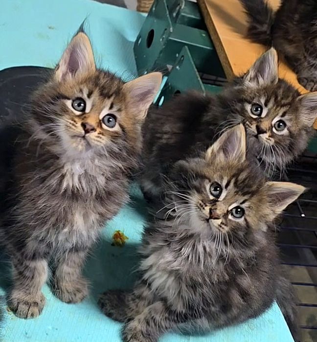 Мейн куун котенца дългокосмести