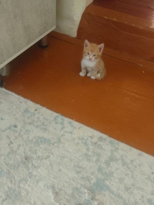 Отдам даром котят в хорошие руки.