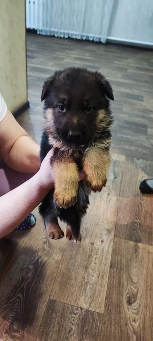 Продам щенка немецкой овчарки