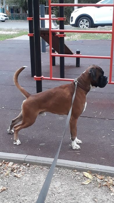 Немецкий боксёр ищет подругу