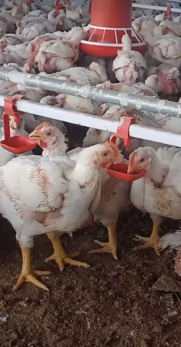 Ferma de pui vacareni