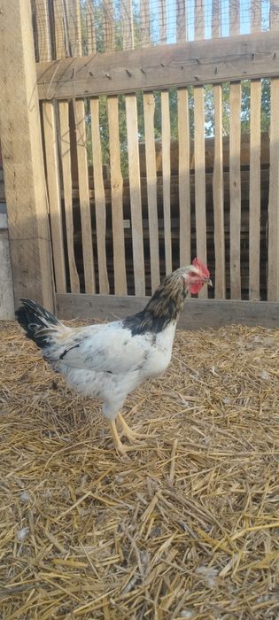 Продам  петушков