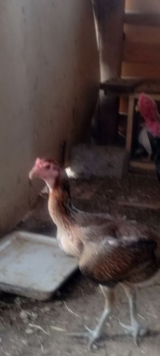 Продаются куры дакан вьетнам