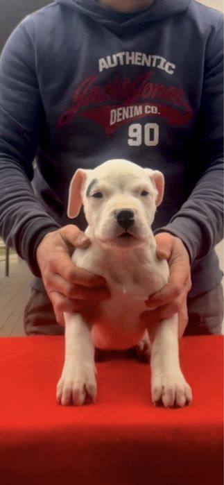 Femela Dog Argentinian/Pedigree