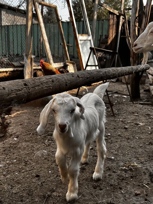 Ешкі сатылады лағымен