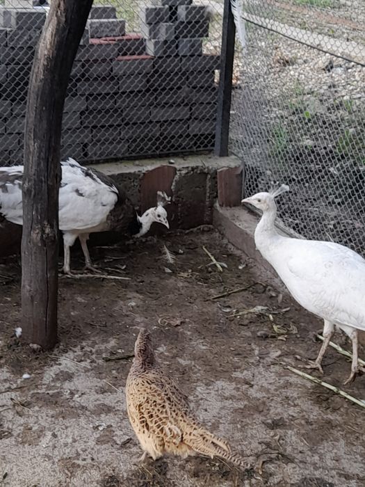 De vânzare pauni și porumbei