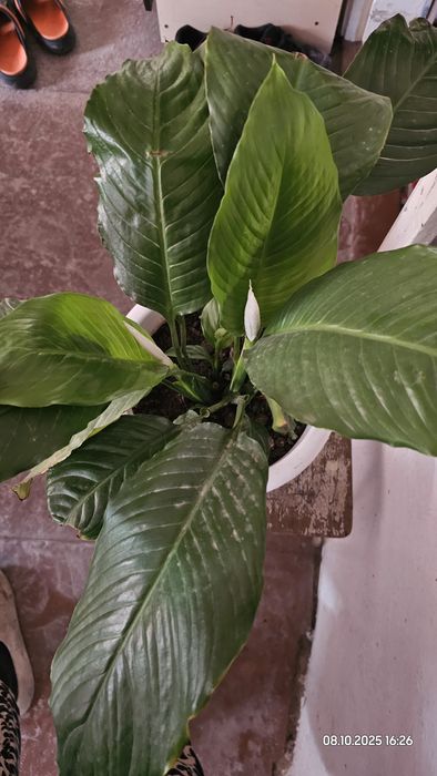 Цветок женское счастье