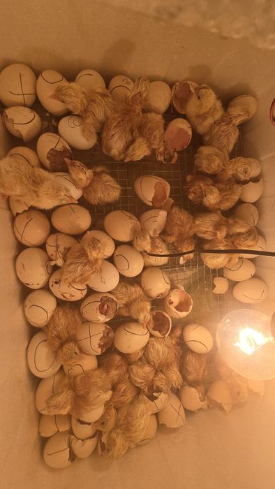 Ручной инкубатор яйцо цыплята балапан