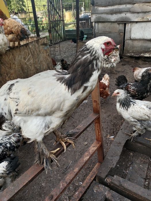 Продам пародестых курей брама