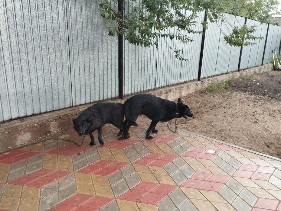 Щенки немецкой овчарки, Чисто Черные.