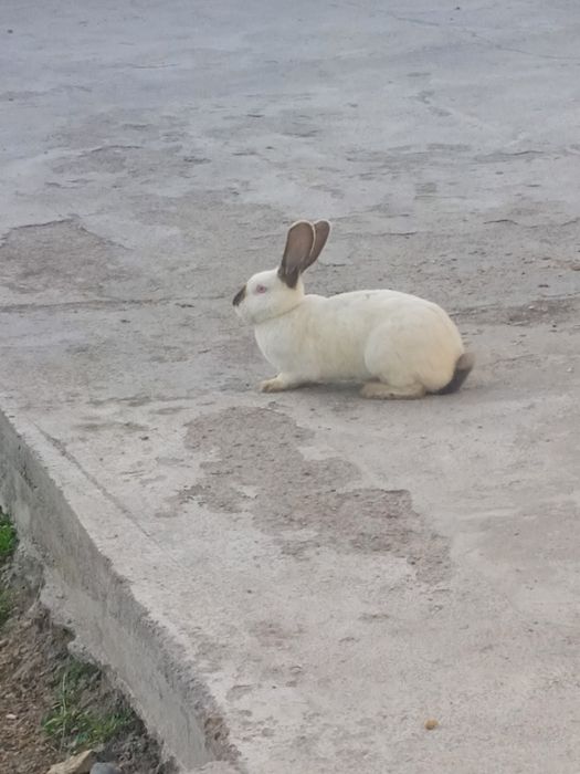 Velikan quyon sotiladi