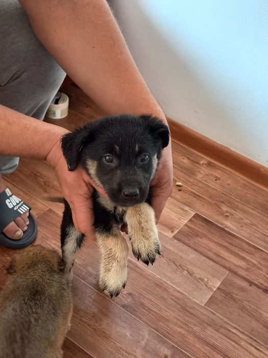 Отдам щенков девочек в добрые руки