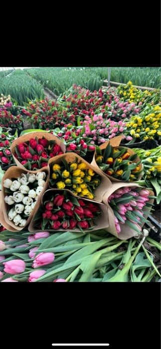 Тюльпаны оптом.
