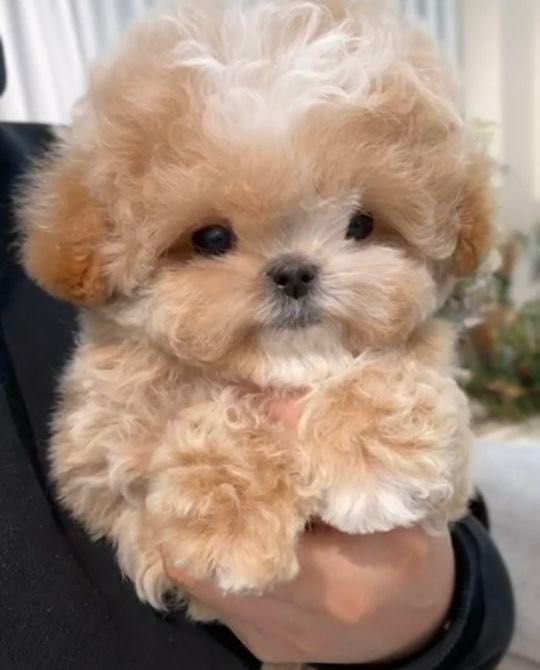 Мальчишка мальтипу