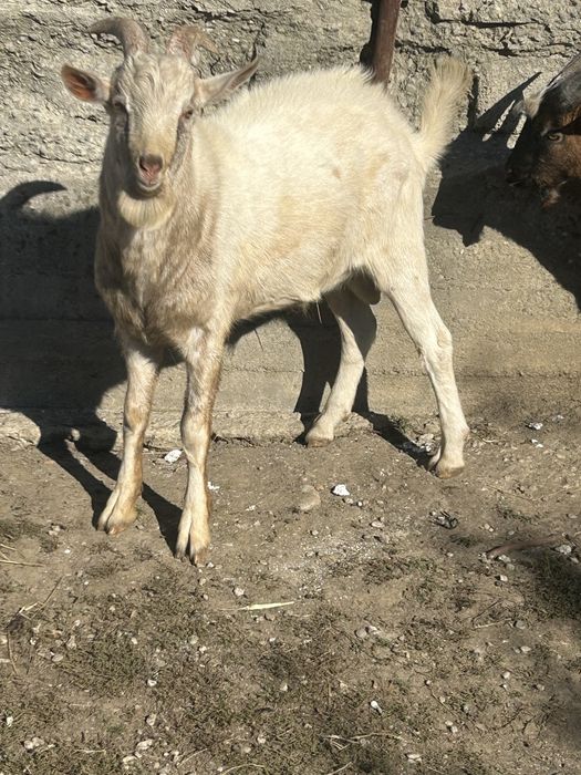 Tapi originali .