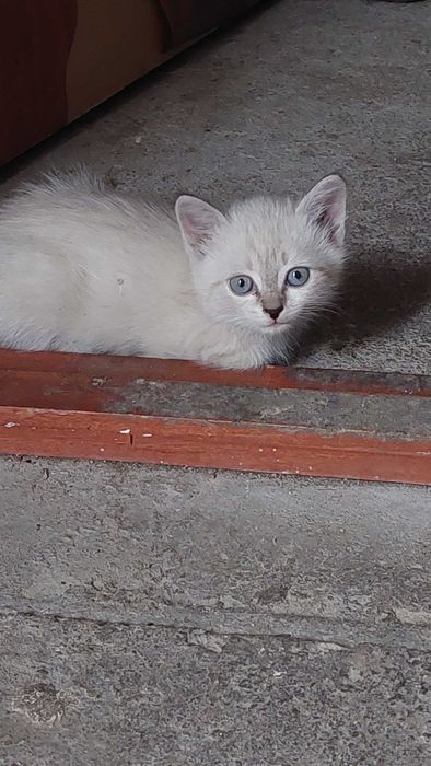 котята в хорошие руки даром