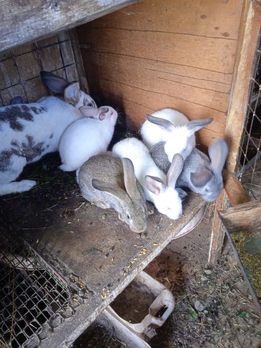 Кролики 1,5 месячные