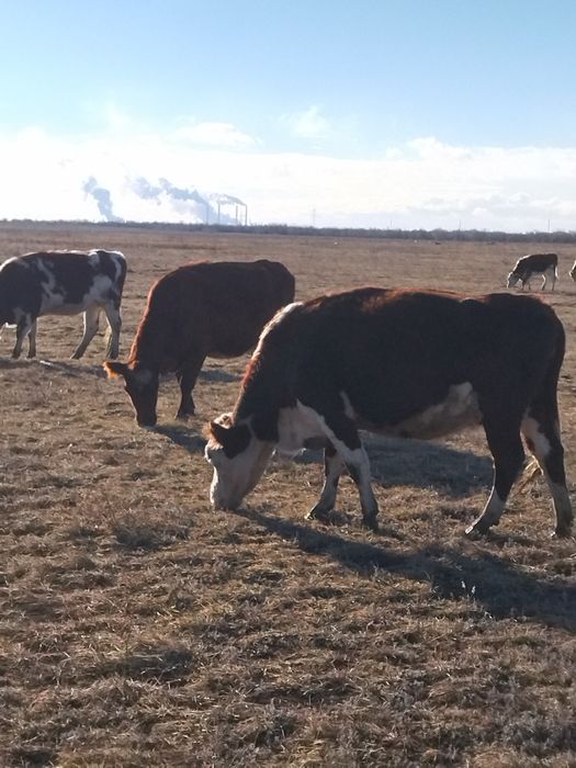 1 жасар таинша( телеа) сатылады