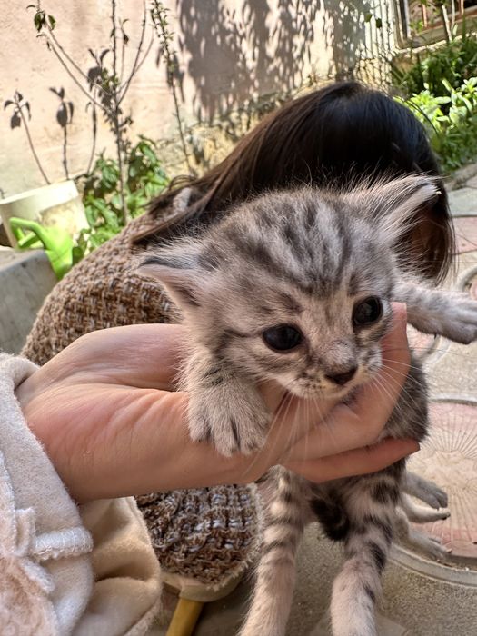 Кошка Мысық Мысык Актау
