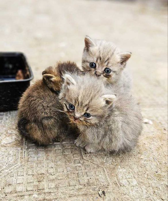 Кошки шотландские, 1,5 месяца, Дешево, Арзон мушукчалар.