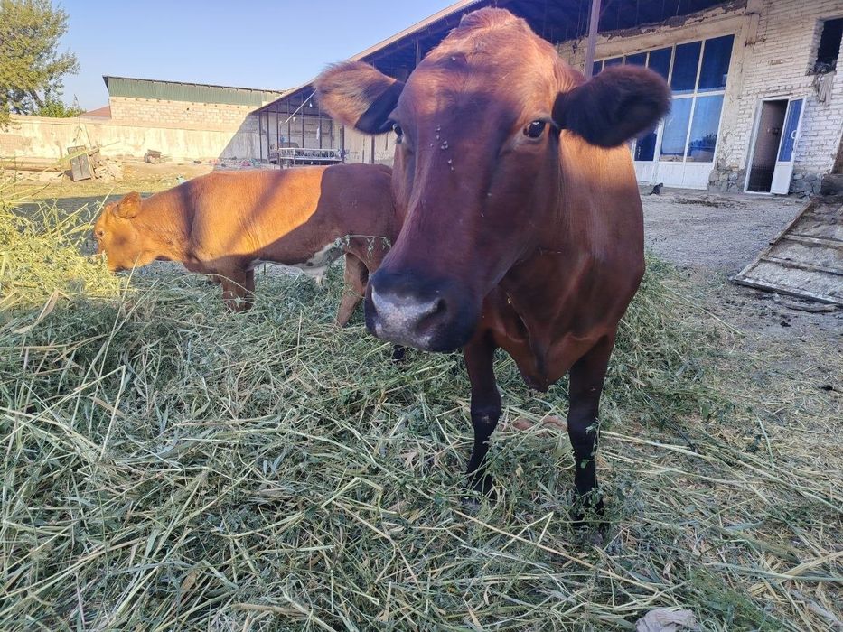 Gibrid ena bola sigir