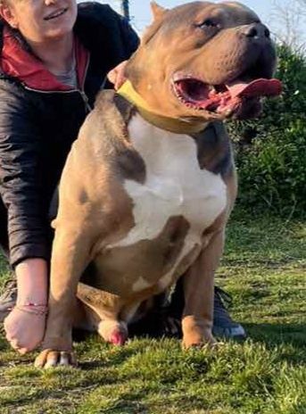 Американско Були Хл American bully Xl ABKC