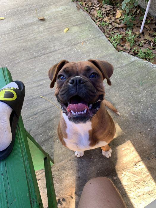 ofer spre adoptie pui boxer