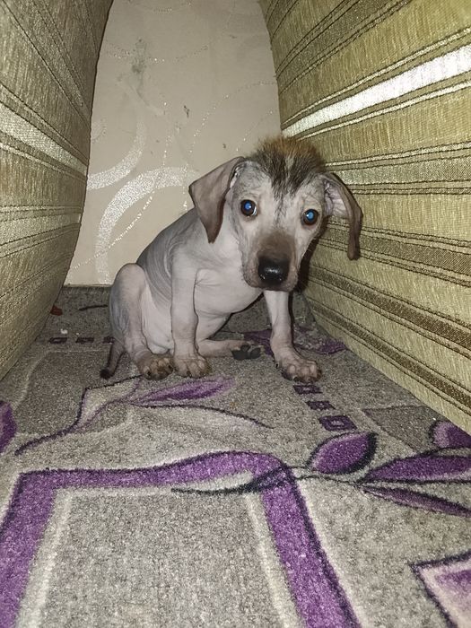 Срочно продам собачку